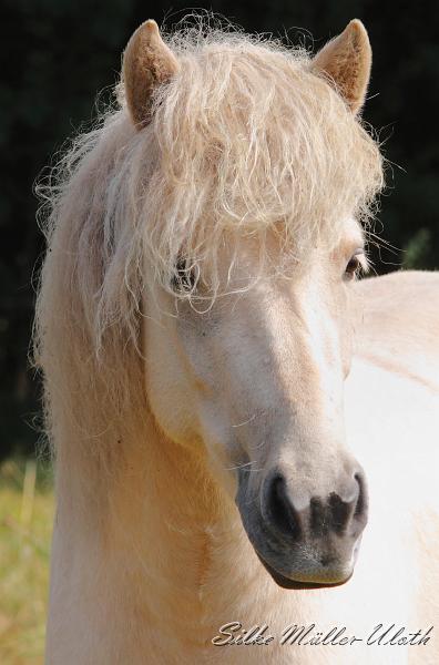 _MG_0415 a.jpg - Sola von Heidmoor - eine Garpur von Carlshoej Tochter